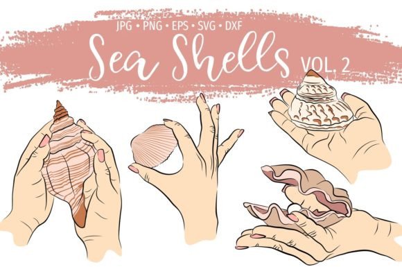 Ocean Shells, Summer Clams: Graphics & Illustrations Review